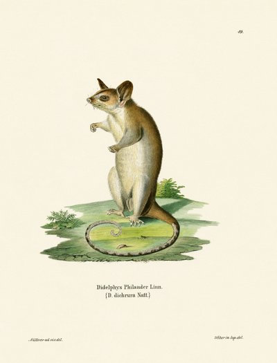 Opossum laineux à queue nue - German School
