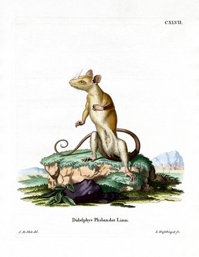 Opossum laineux à queue nue - German School