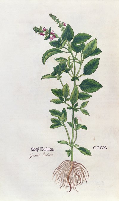 Basilic, une planche botanique de l