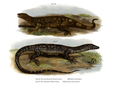 Lézard perlé - German School