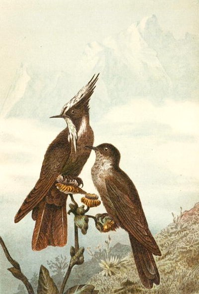 Crêtes casquées barbus, planche de "Brehms Tierleben : Connaissance générale du règne animal", vol 4, p. 675, publié par Bibliographisches Institut - German School