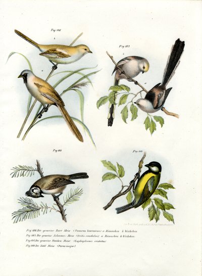Paradoxornis à moustaches, 1864 - German School