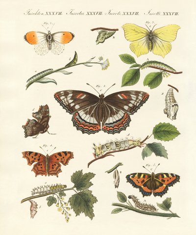 Beaux papillons allemands - German School