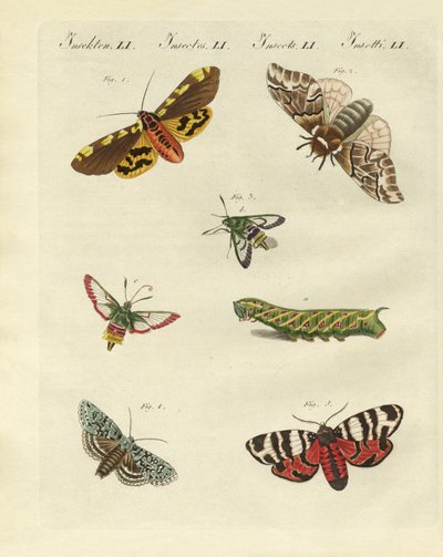 Beaux papillons de nuit allemands - German School