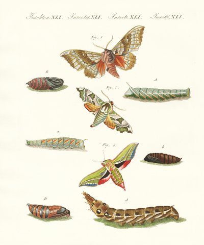 Beaux papillons crépusculaires allemands - German School