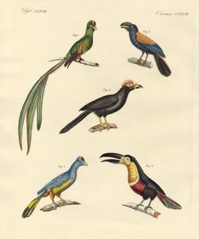 Beaux et nouveaux oiseaux grimpeurs - German School