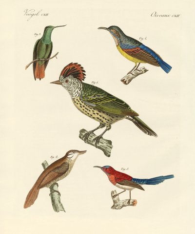 Oiseaux magnifiques et étranges - German School