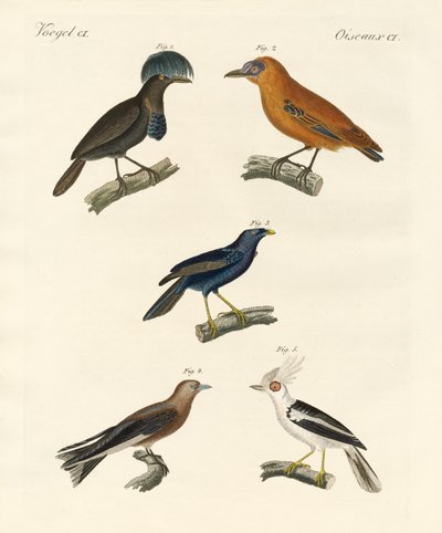 Oiseaux magnifiques - German School