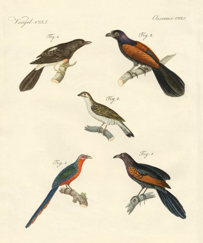 Beaux oiseaux grimpeurs - German School