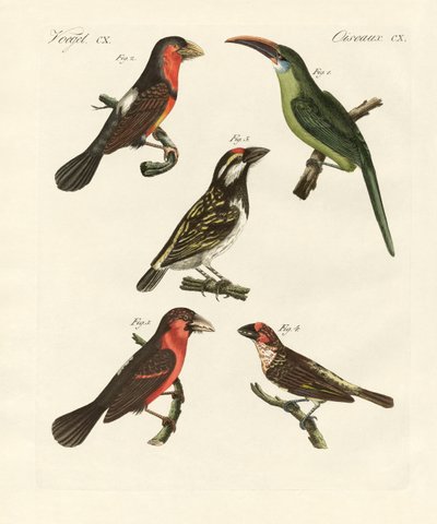 Oiseaux grimpeurs magnifiques - German School
