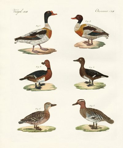 Beaux canards - German School