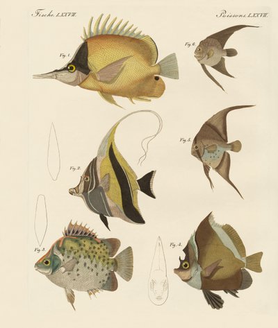 Beaux poissons - German School