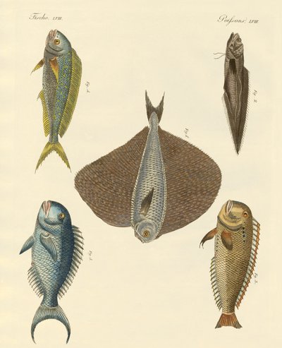 Poissons magnifiques - German School