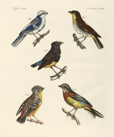 Beaux oiseaux étrangers - German School
