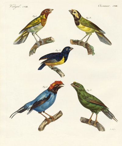 Beaux oiseaux étrangers - German School