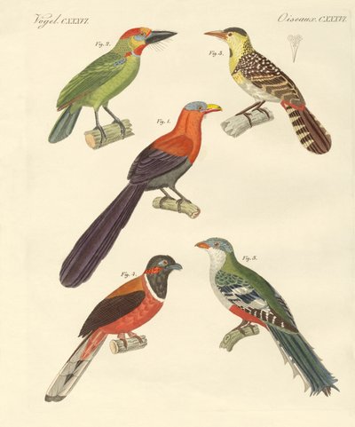 Beaux oiseaux étrangers - German School