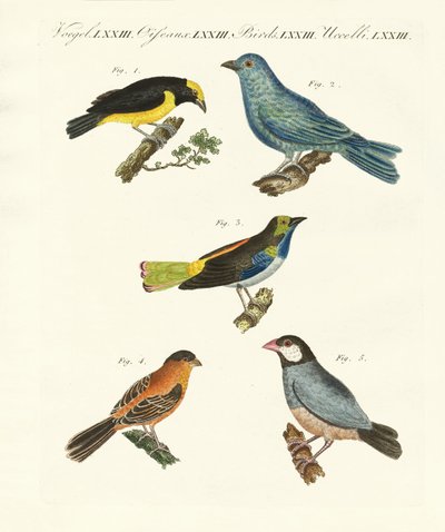 Beaux oiseaux étrangers - German School