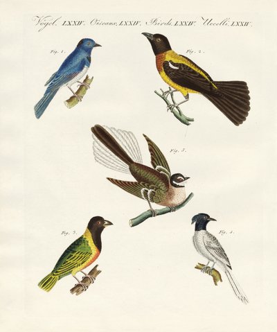 Beaux oiseaux étrangers - German School