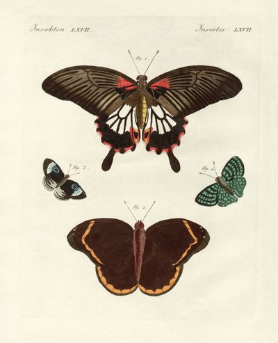 Belles papillons étrangers - German School