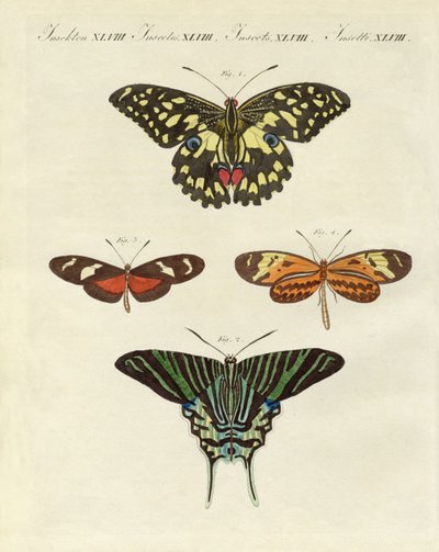 Beaux papillons étrangers - German School