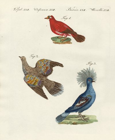 Beaux pigeons étrangers - German School
