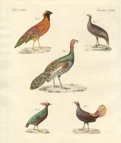 Beaux oiseaux semblables à des poules - German School