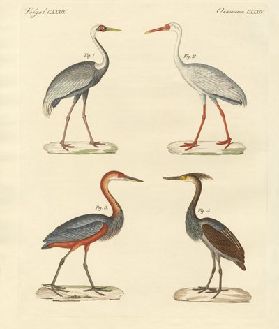 Beaux oiseaux des marais - German School