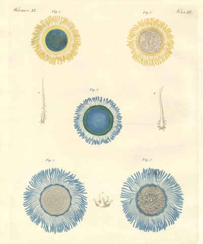 Belles méduses - German School