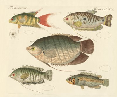 Beaux nouveaux poissons - German School