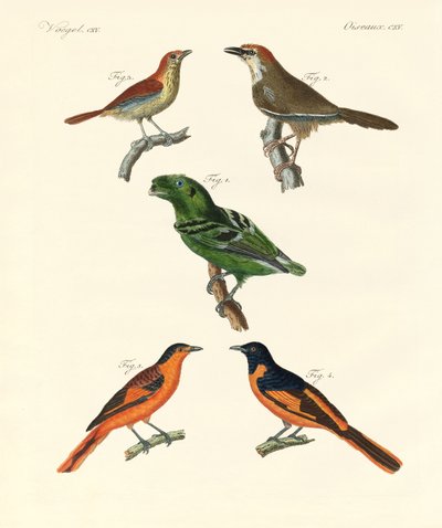 Oiseaux étrangers beaux et étranges - German School