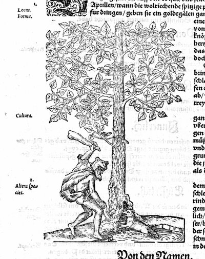 Chasse au castor - dans "De stirpium" de Hieronimus Bock. 1572. - German School