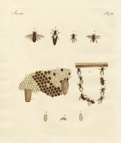 Abeilles - German School