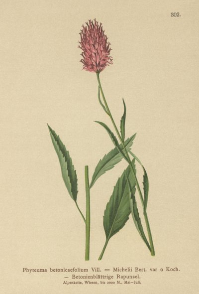 Raiponce à feuilles de bétoine - German School