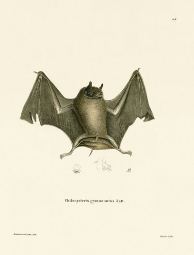 Grande chauve-souris à dos nu - German School