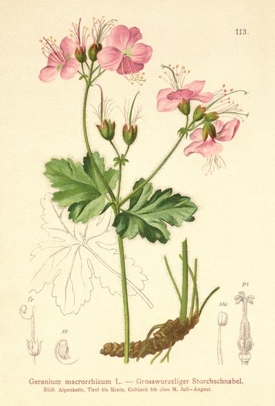 Géranium à grosses racines (Geranium macrorrhizum) - German School