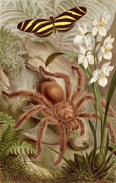 Mygale, planche de Brehms Tierleben: Allgemeine Kunde des Tierreichs, vol.9, p.698, publié par Bibliographisches Institut, 1892 - German School