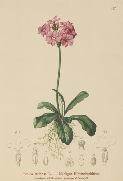 Primevère farineuse - German School