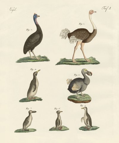Oiseaux - German School