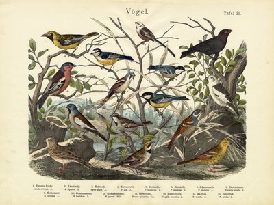 Oiseaux, c.1860 - German School