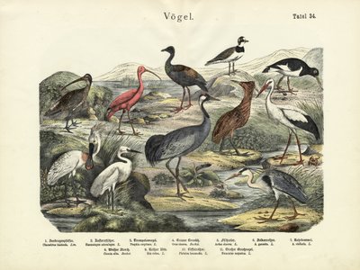 Oiseaux, vers 1860 - German School