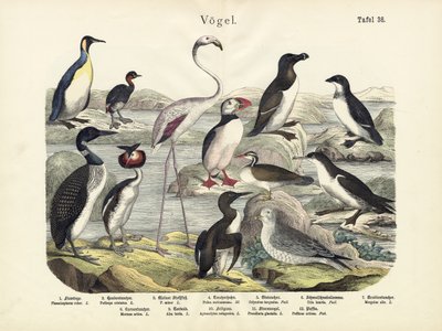 Oiseaux, vers 1860 - German School