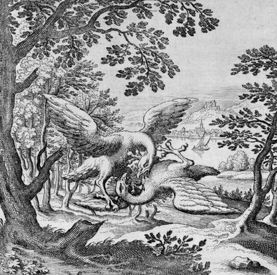 Oiseaux se battant du Musaeum Hermeticum - German School