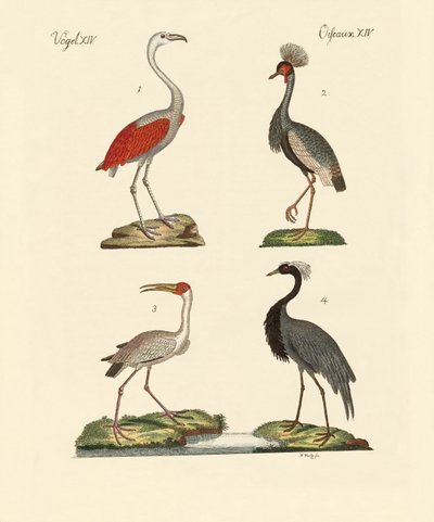 Oiseaux des pays chauds - German School