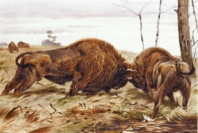 Bison, planche de "Brehms Tierleben: Allgemeine Kunde des Tierreichs", vol. 3, p. 260, publié par Bibliographisches Institut - German School