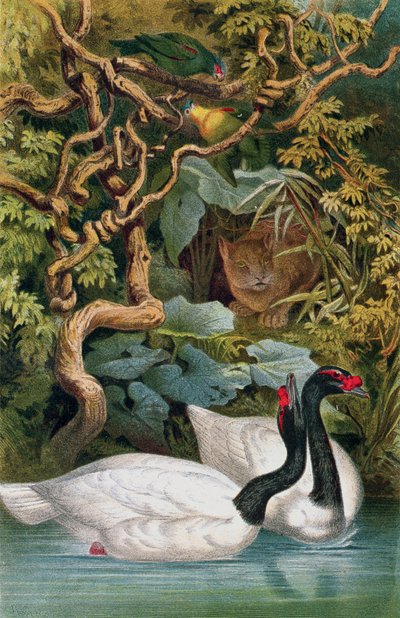 Cygne à cou noir, planche de Brehms Tierleben: Allgemeine Kunde des Tierreichs, vol.6, p.598, publié par Bibliographisches Institut, 1892 - German School