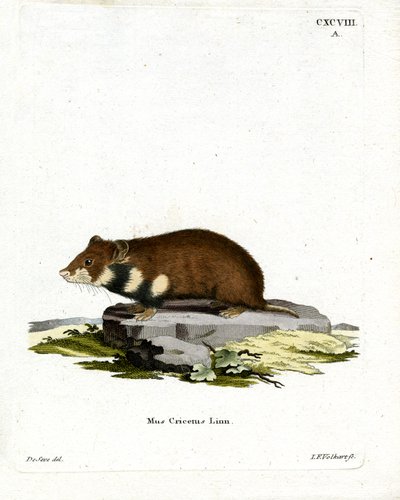 Hamster à ventre noir - German School