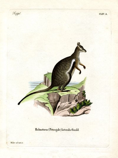 Wallaby des rochers à pieds noirs - German School
