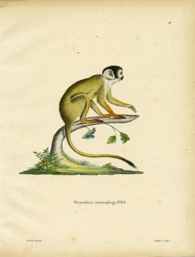 Singe Écureuil à Tête Noire - German School