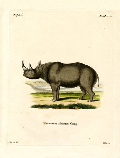 Rhinocéros noir - German School