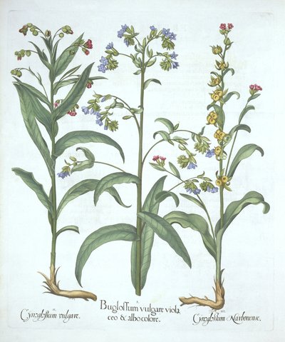 Buglosse bleue et deux variétés de langue de chien, de Hortus Eystettensis, par Basil Besler (1561-1629), pub. 1613 - German School